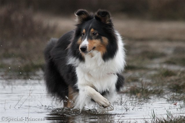 Eevee de waterrat